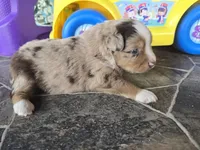 Red merle male, a male Toy Australian Shepherd for sale in Coldwater, MI – 1 of 4