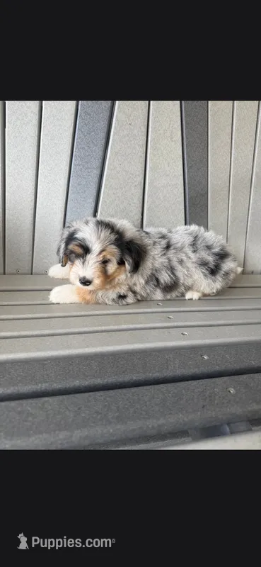 Ranger – Havanese, Toy Australian Shepherd puppy for sale in Coldwater, MI