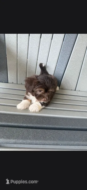 Scout – Havanese, Toy Australian Shepherd puppy for sale in Coldwater, MI