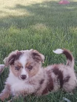 Red merle male, a male Toy Australian Shepherd for sale in Coldwater, MI – 2 of 3