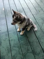 Waylon , a male Pomsky for sale in Coldwater, MI – 3 of 4