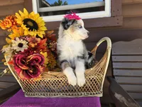 Maria, a female Toy Australian Shepherd for sale in Coldwater, MI – 6 of 9