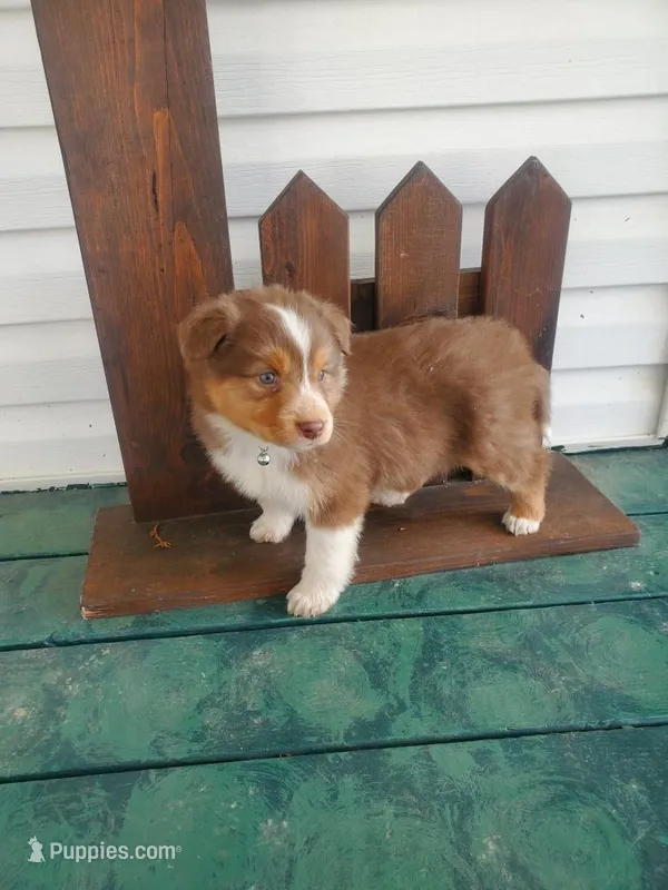 Sunshine – Australian Shepherd puppy for sale in Coldwater, MI