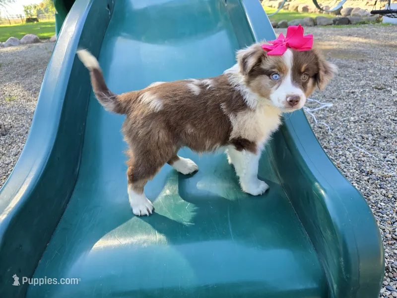 Ava – Toy Australian Shepherd puppy for sale in Coldwater, MI