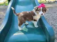 Ava, a female Toy Australian Shepherd for sale in Coldwater, MI – 1 of 4
