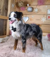 Blue merle, a male Toy Australian Shepherd for sale in Coldwater, MI – Photo 8 of 9