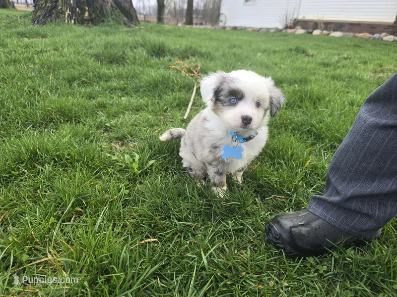 Blue merle – Toy Australian Shepherd puppy for sale in Coldwater, MI