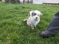 Blue merle, a male Toy Australian Shepherd for sale in Coldwater, MI – Photo 1 of 9