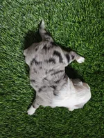 Blue merle, a male Toy Australian Shepherd for sale in Coldwater, MI – Photo 9 of 9