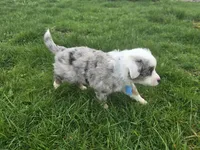 Blue merle, a male Toy Australian Shepherd for sale in Coldwater, MI – Photo 2 of 9