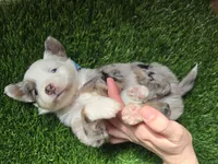 Blue merle, a male Toy Australian Shepherd for sale in Coldwater, MI – Photo 5 of 9