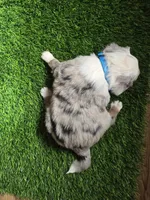 Blue merle, a male Toy Australian Shepherd for sale in Coldwater, MI – Photo 6 of 9