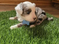 Blue merle, a male Toy Australian Shepherd for sale in Coldwater, MI – Photo 4 of 9