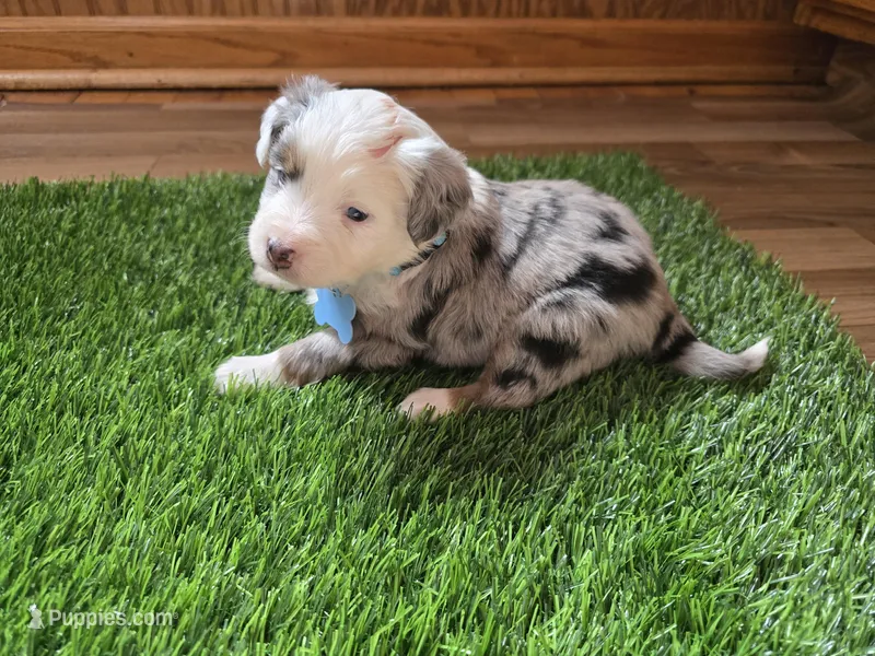 Blue merle – Toy Australian Shepherd puppy for sale in Coldwater, MI