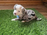 Blue merle, a male Toy Australian Shepherd for sale in Coldwater, MI – Photo 3 of 9