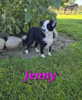 Apollo , a male Toy Australian Shepherd for sale in Coldwater, MI – 6 of 7