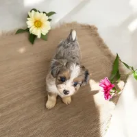 Beauty , a female Havanese and Toy Australian Shepherd for sale in Coldwater, MI – 1 of 3