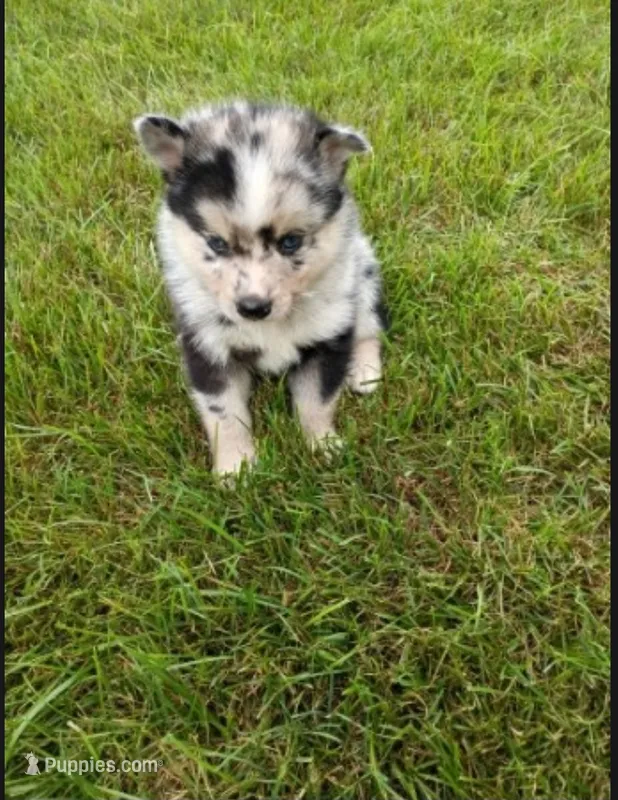 Waylon  – Pomsky puppy for sale in Coldwater, MI