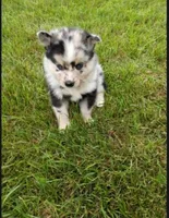 Waylon , a male Pomsky for sale in Coldwater, MI – 1 of 3