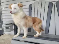 Marshall, a male Toy Australian Shepherd for sale in Coldwater, MI – Photo 1 of 6