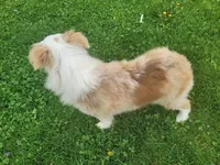 Marshall, a male Toy Australian Shepherd for sale in Coldwater, MI – Photo 4 of 6