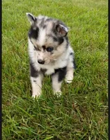 Waylon , a male Pomsky for sale in Coldwater, MI – 3 of 3