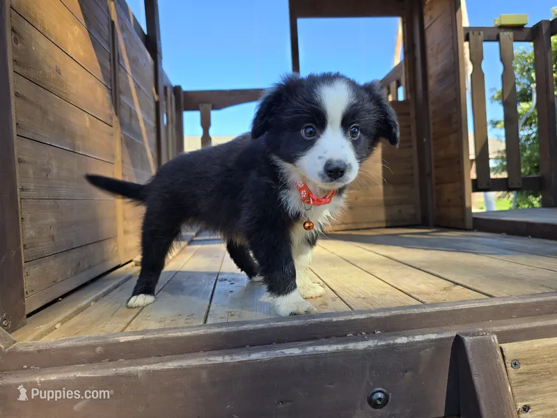 Ace – Toy Australian Shepherd puppy for sale in Coldwater, MI