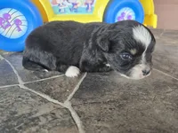 Black tri male, a male Toy Australian Shepherd for sale in Coldwater, MI – 2 of 3