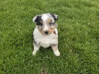Blue, a male Australian Shepherd for sale in Coldwater, MI – Photo 2 of 6