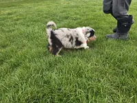 Blue, a male Australian Shepherd for sale in Coldwater, MI – Photo 6 of 6