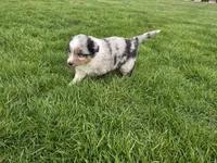 Blue, a male Australian Shepherd for sale in Coldwater, MI – Photo 4 of 6