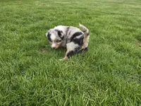 Blue, a male Australian Shepherd for sale in Coldwater, MI – Photo 5 of 6