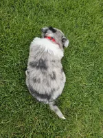 Blue, a male Australian Shepherd for sale in Coldwater, MI – Photo 3 of 6