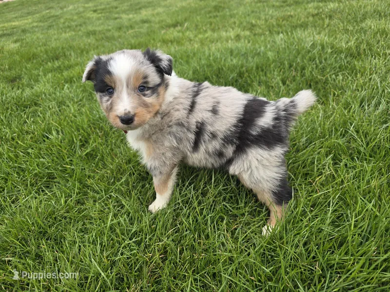 Blue – Australian Shepherd puppy for sale in Coldwater, MI