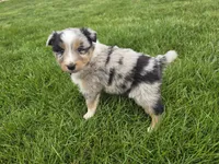 Blue, a male Australian Shepherd for sale in Coldwater, MI – Photo 1 of 6