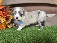 Charlie, a male Toy Australian Shepherd for sale in Coldwater, MI – Photo 2 of 4