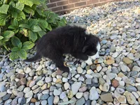 Ace, a male Toy Australian Shepherd for sale in Coldwater, MI – 5 of 5