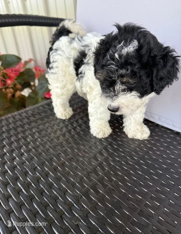Mia – Poodle - Toy , Miniature Aussiedoodle puppy for sale in Coldwater, MI
