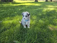 Harper, a male Toy Australian Shepherd for sale in Coldwater, MI – 7 of 7