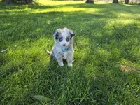 Harper, a male Toy Australian Shepherd for sale in Coldwater, MI – 5 of 7