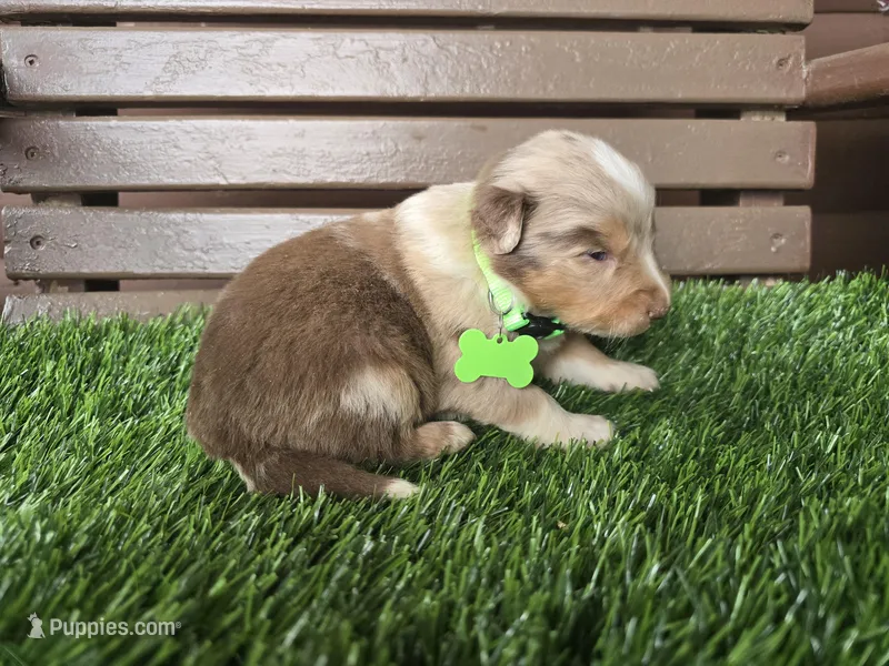 Chyanne  – Australian Shepherd puppy for sale in Coldwater, MI