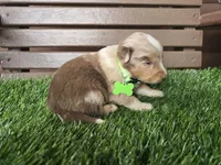 Chyanne , a female Australian Shepherd for sale in Coldwater, MI – Photo 1 of 5