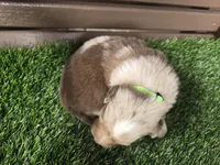 Chyanne , a female Australian Shepherd for sale in Coldwater, MI – Photo 3 of 5