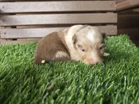 Chyanne , a female Australian Shepherd for sale in Coldwater, MI – Photo 2 of 5