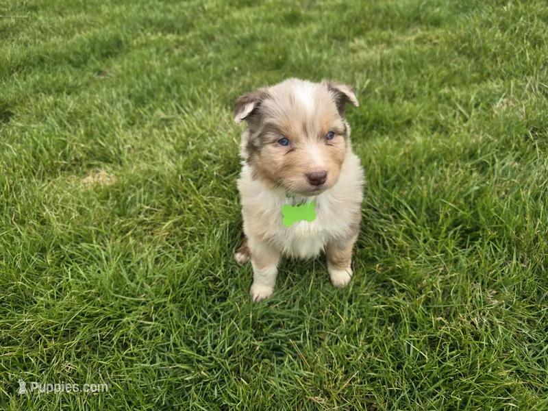 Chyanne  – Australian Shepherd puppy for sale in Coldwater, MI