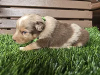 Chyanne , a female Australian Shepherd for sale in Coldwater, MI – Photo 4 of 5