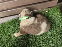 Chyanne , a female Australian Shepherd for sale in Coldwater, MI – Photo 5 of 5