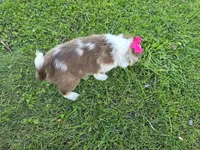 Ava, a female Toy Australian Shepherd for sale in Coldwater, MI – 3 of 4