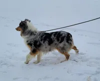 Lil Bear, a male Australian Shepherd for sale in Coldwater, MI – Photo 5 of 6
