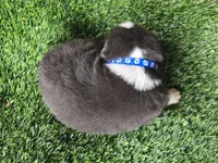 Lil Bear, a male Australian Shepherd for sale in Coldwater, MI – Photo 4 of 6